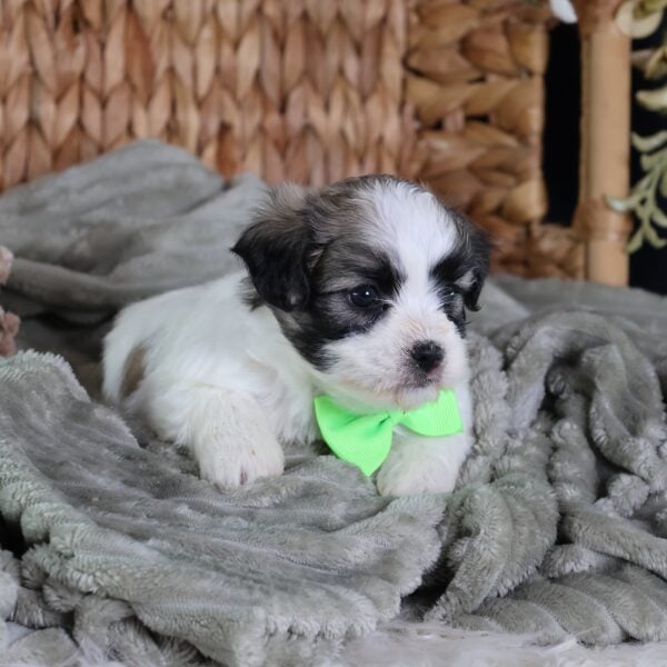 zuchon teddy bear puppies