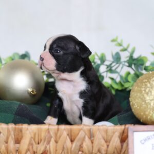 Boston Terrier Puppy Pa