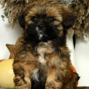 Teddy Bear Puppies For Sale Near Me