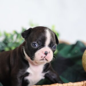 akc boston terrier puppies