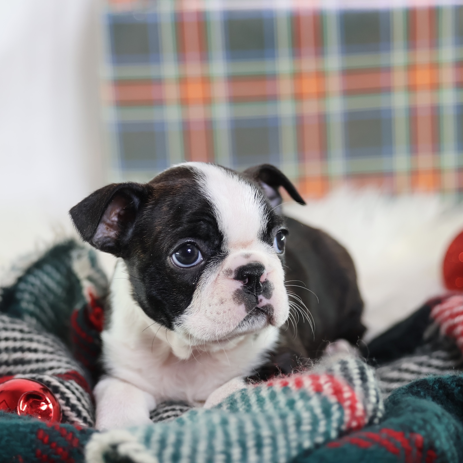 akc boston terrier puppies