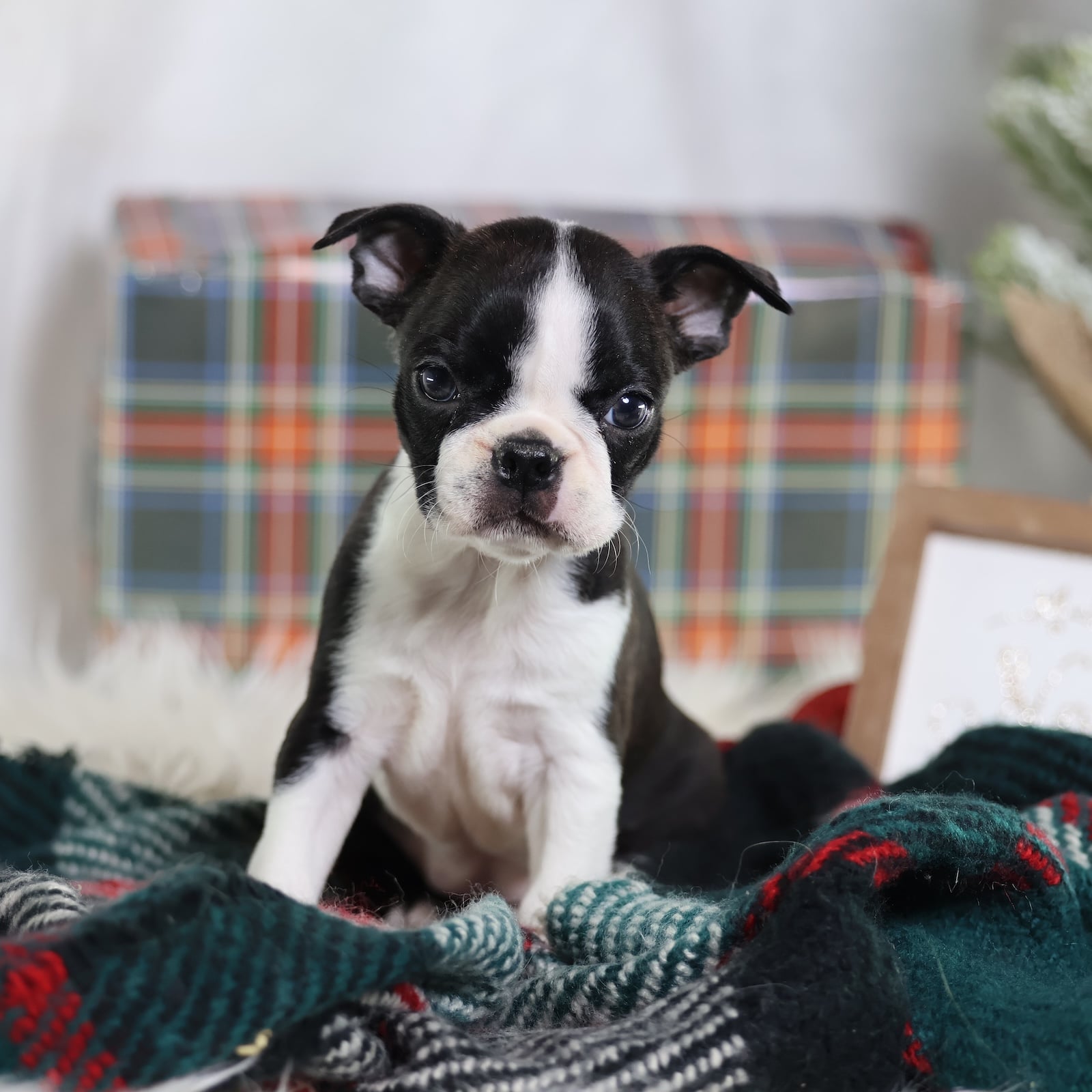 black and white boston terrier puppy