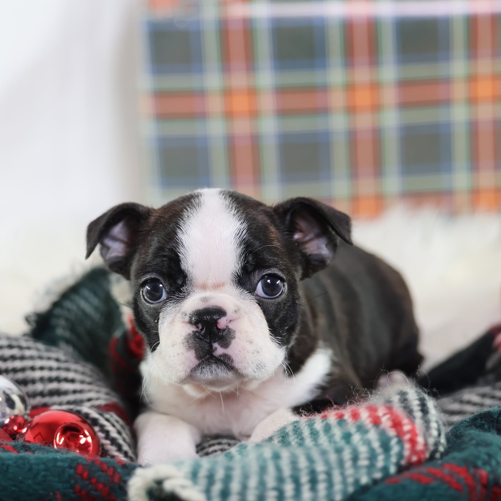 black and white boston terrier puppy