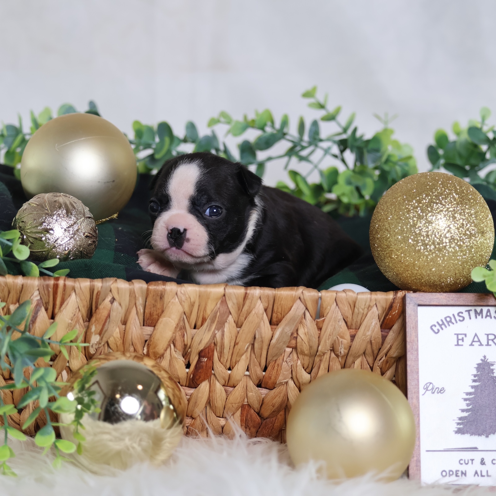 boston puppies