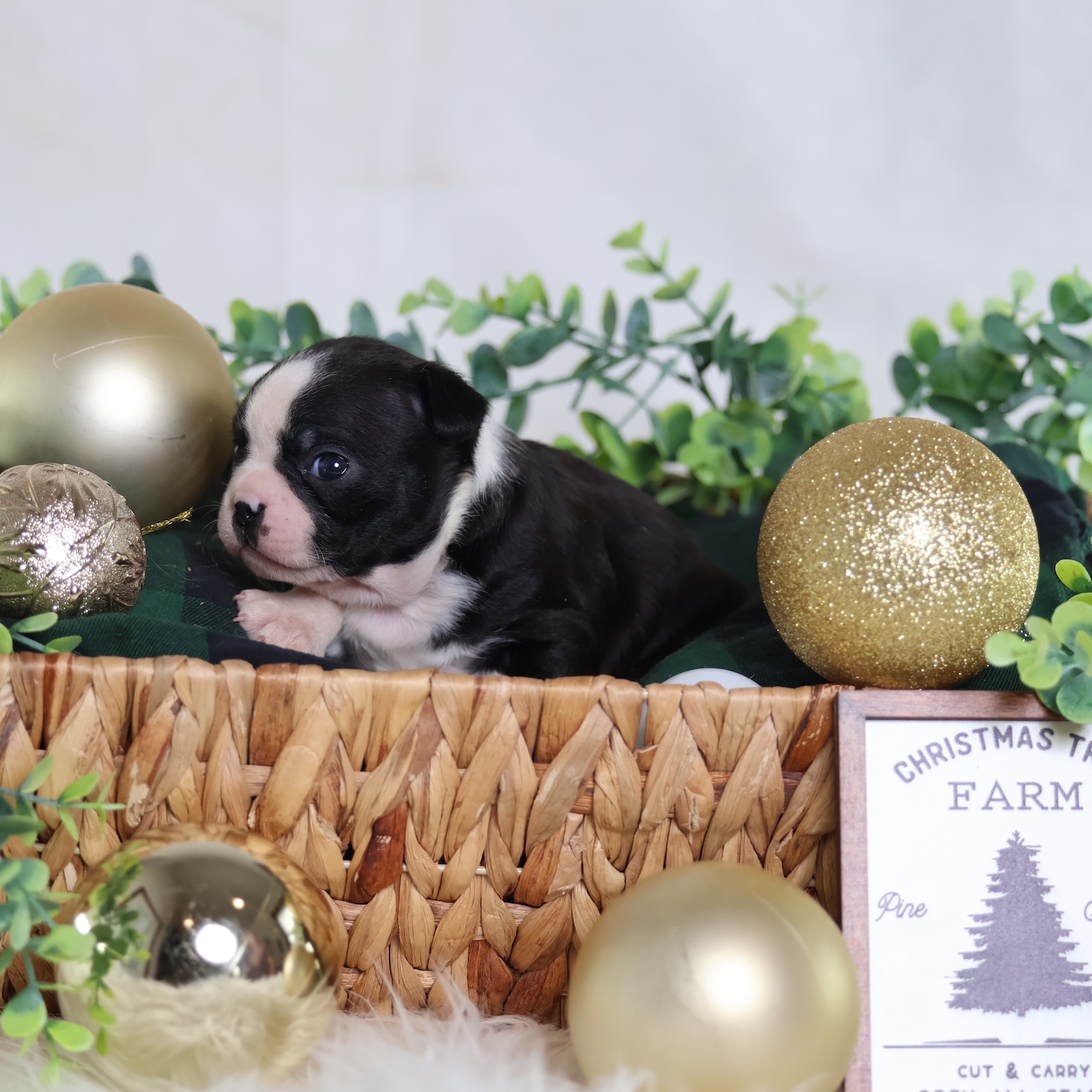 boston puppy