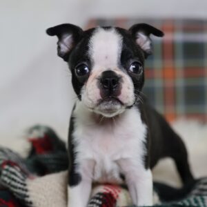 boston terrier boxer mix puppies