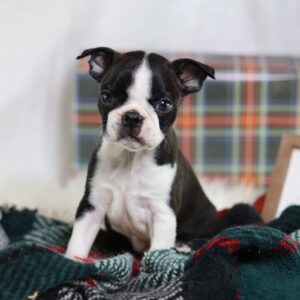 boston terrier puppies