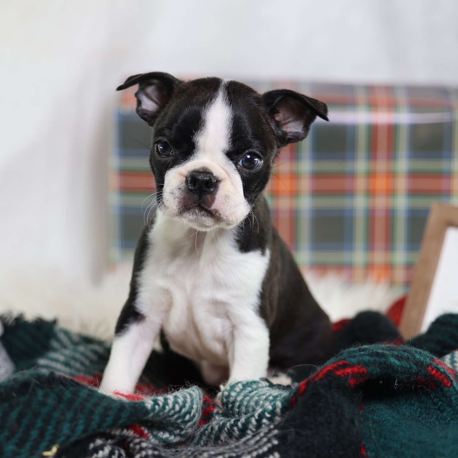 boston terrier puppies