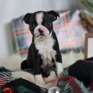 boston terrier puppies for adoption