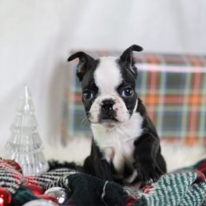boston terrier puppies for adoption