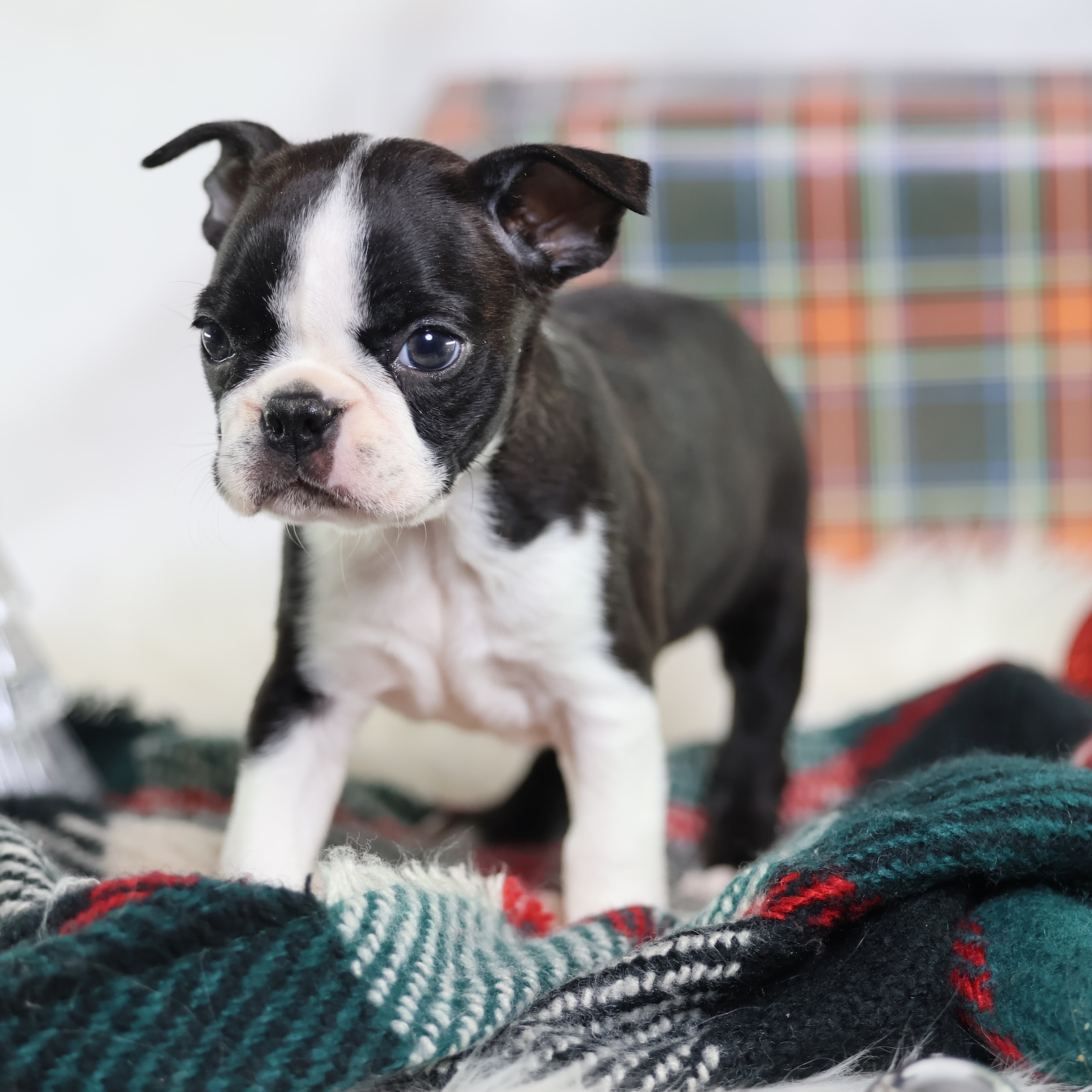 boston terrier puppies for sale