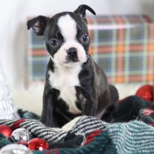 boston terrier puppies for sale