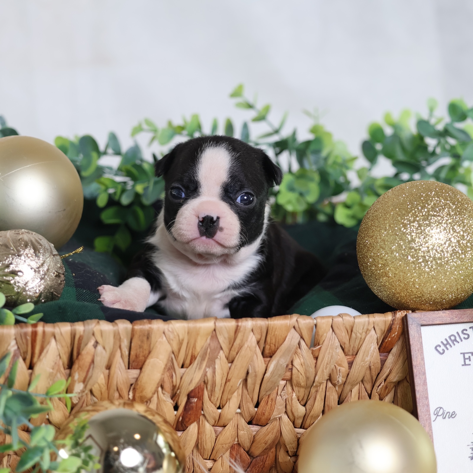 boston terrier puppies for sale in pa
