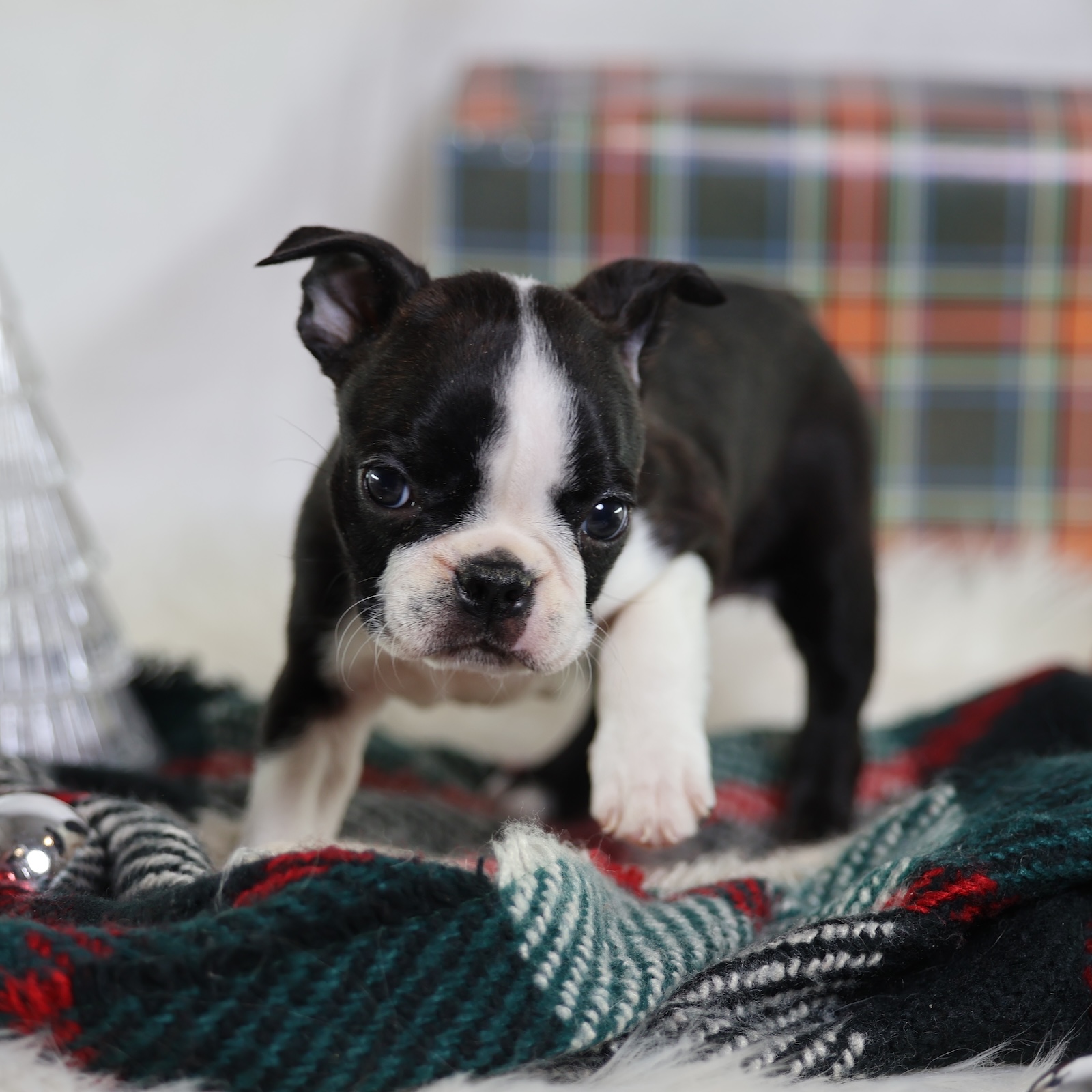boston terrier puppies for sale near me