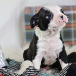 boston terrier puppies near me
