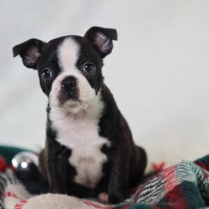 boston terrier puppies near me