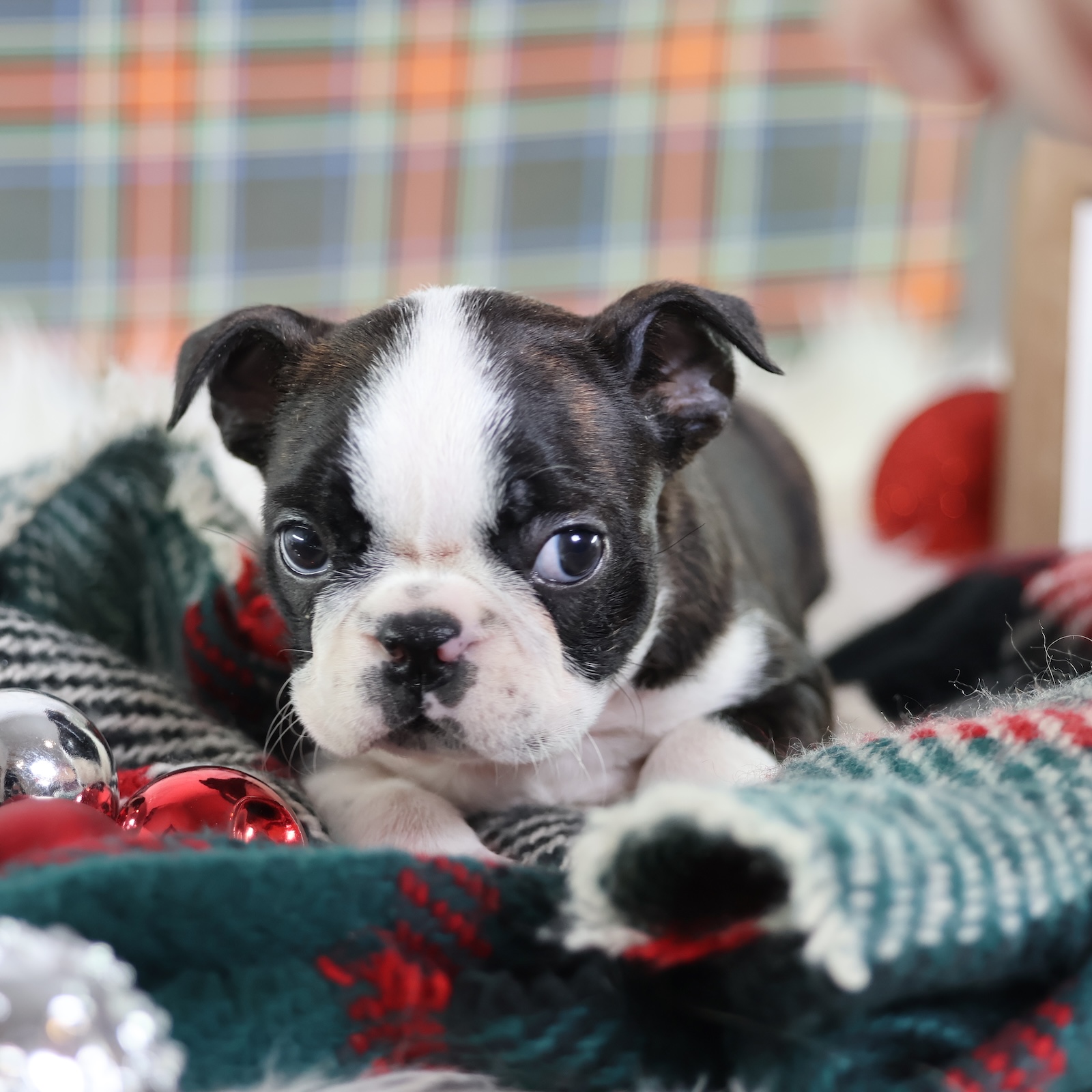 boston terrier puppies sale