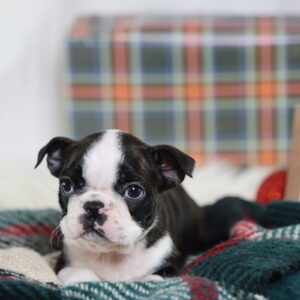 boston terrier puppy