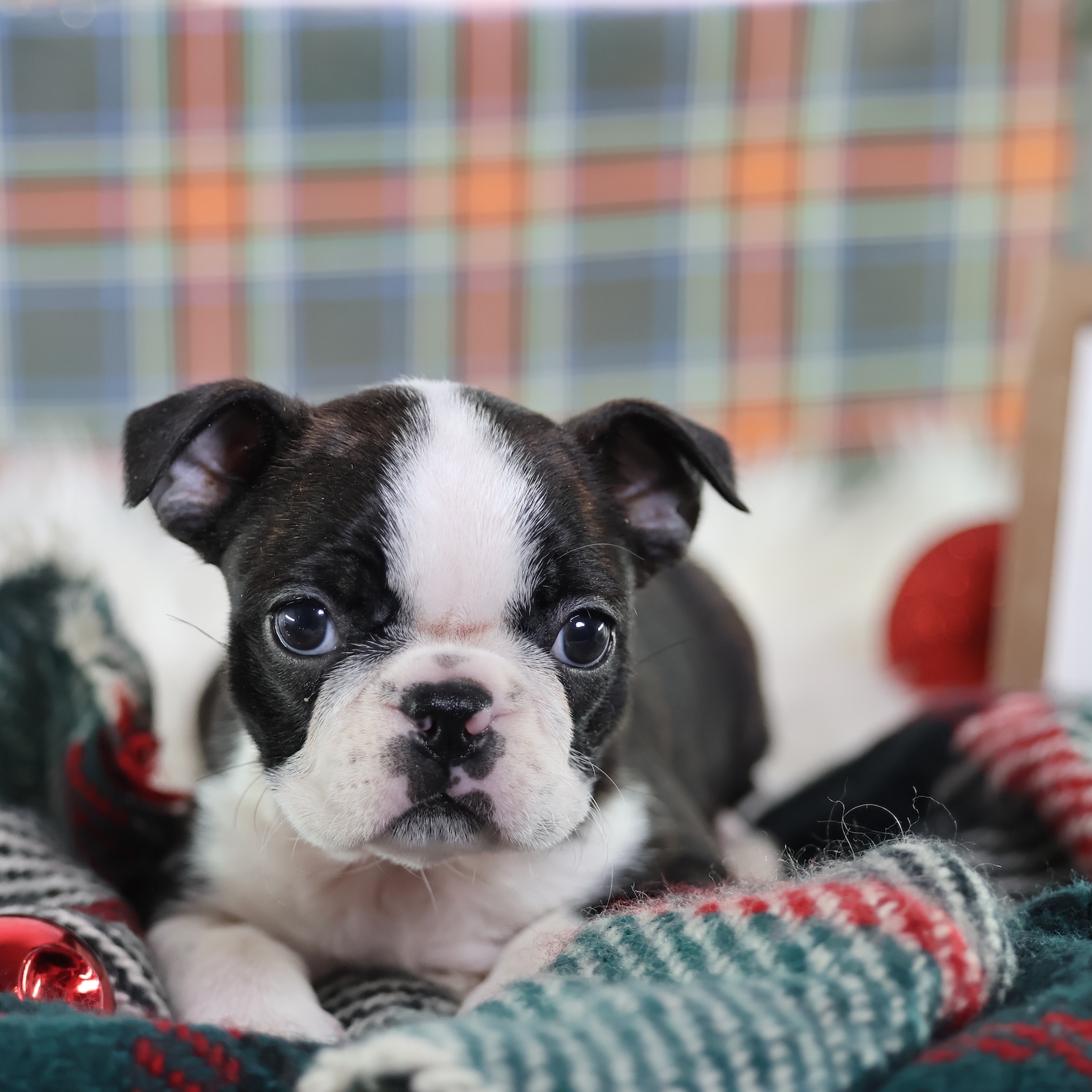 boston terrier puppy breeders