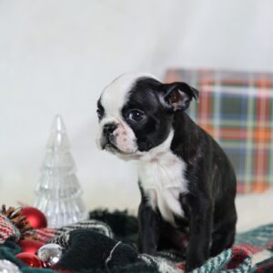 boston terrier puppy for sale