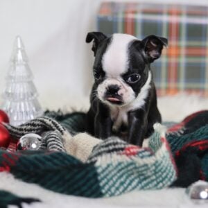 boston terrier puppy for sale near me