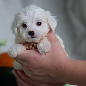 adorable puppies