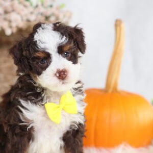chocolate bernedoodle for sale