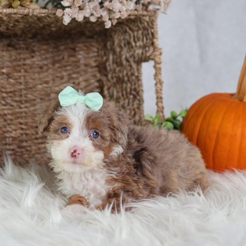 chocolate bernedoodle for sale