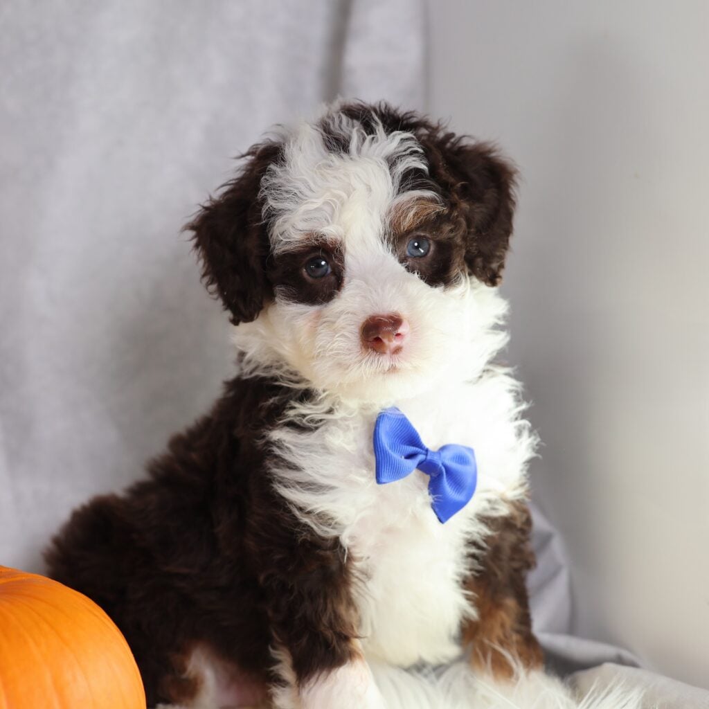 chocolate bernedoodle puppies