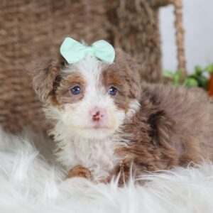 chocolate bernedoodle puppy