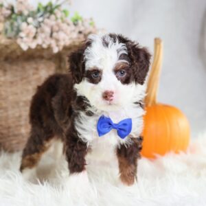 mini bernedoodle for sale