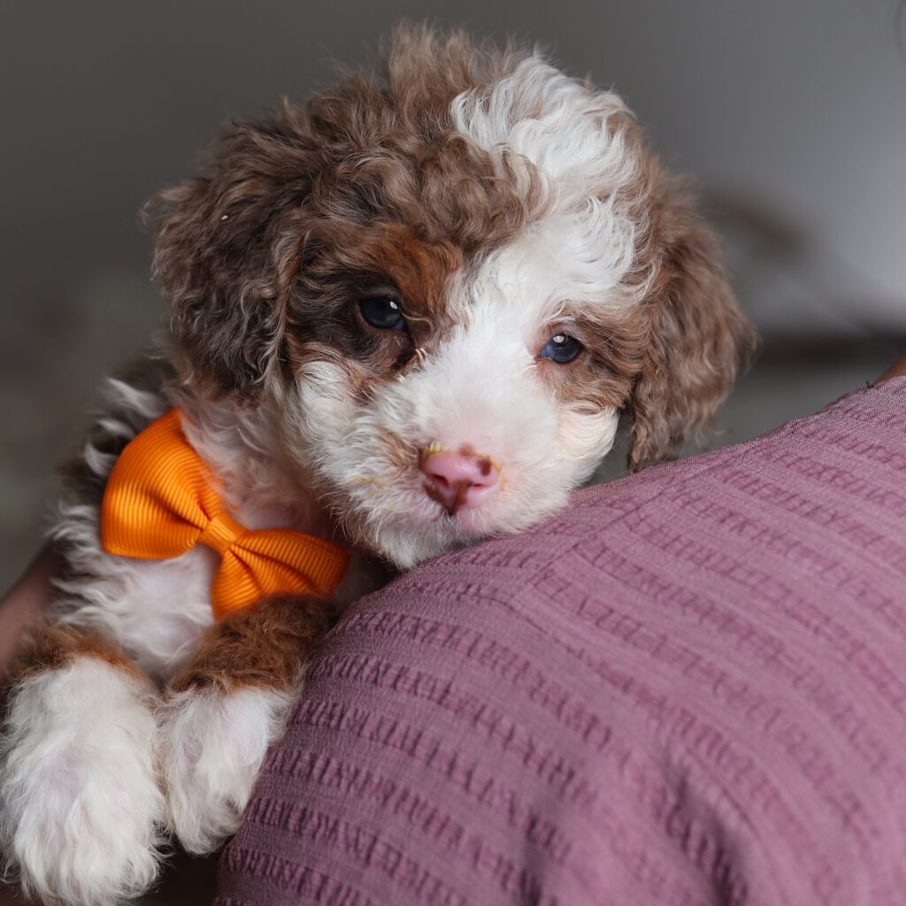 mini bernedoodles