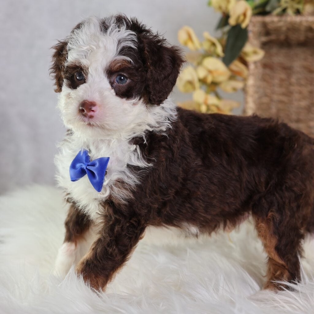 mini chocolate bernedoodle