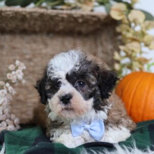 pictures of teddy bear puppies