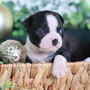 puppies in pa