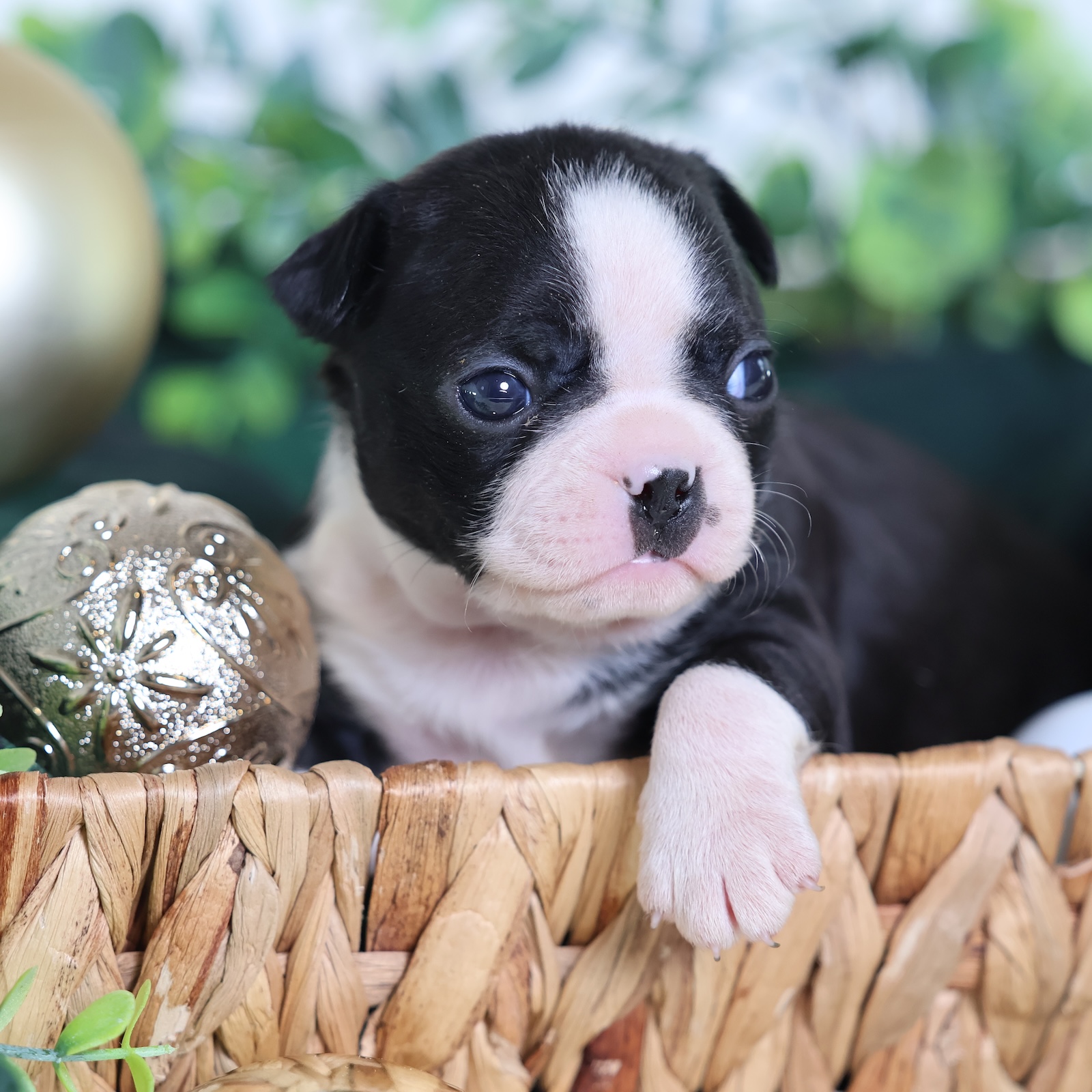 puppies in pa