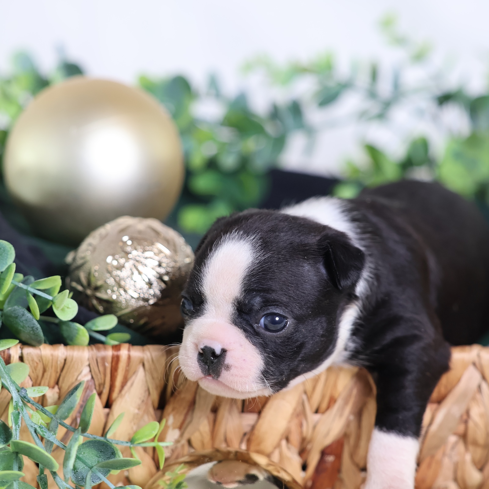 puppies near me
