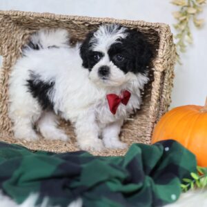 puppy breeds that look like teddy bears