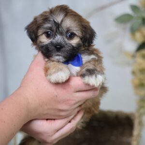 shichon puppies pa