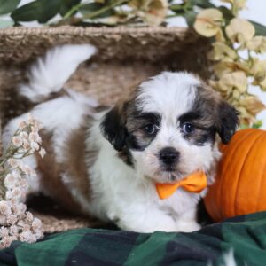 shichon puppies near me