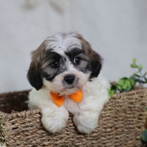 shichon puppies near me