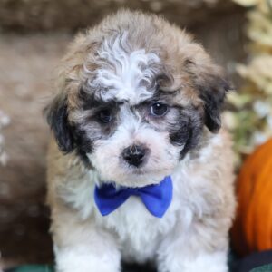 shichon zuchon puppies in pa