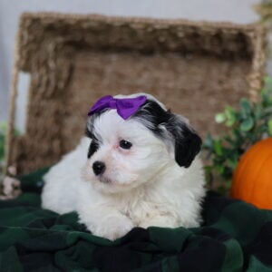 shichon zuchon puppies