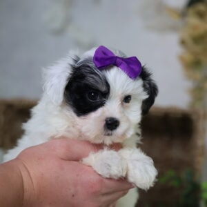 shichon zuchon puppies for sale