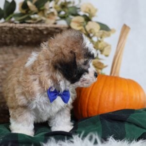 shichon zuchon puppies for sale