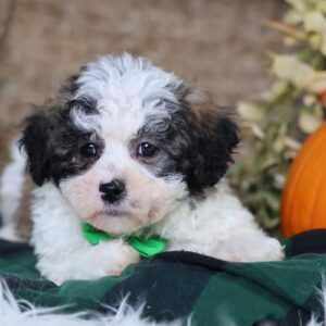 shichon zuchon puppies for sale