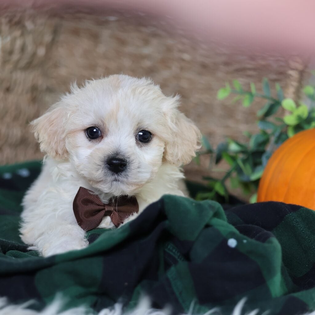 shichon zuchon teddy bear puppies