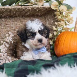 small puppies that look like teddy bears
