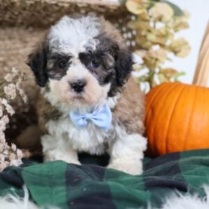 teacup teddy bear puppies for sale