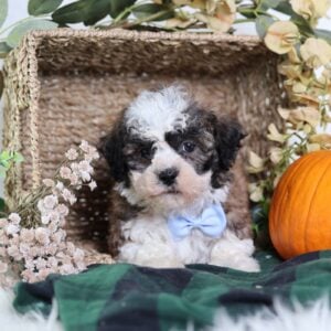 teddy bear dog puppies for sale